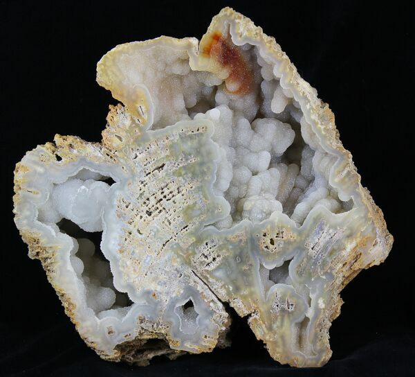 10.9" Agatized fossil coral geode with druzy quartz from Florida